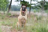 MALINOIS 581